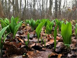 Er wird auch als wilder knoblauch oder waldknoblauch bezeichnet. Barlauch Im Auwald Nicht Einfach Los Pflucken Okolowe
