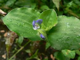 Image result for Commelinaceae