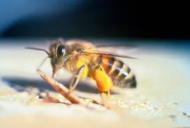 Richieri, adding, if it is swollen and a little puffy, it is a localized reaction to the sting. to stop the venom from spreading, try to remove the stinger as. Africanized Bee Wikipedia