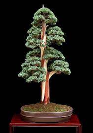 dan barton meyers juniper 盆栽の木 盆栽 日本庭園