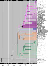 The page also shows the dynamics of the exchange rate for the day, week, month, year, in. Resolution Of Deep Angiosperm Phylogeny Using Conserved Nuclear Genes And Estimates Of Early Divergence Times Nature Communications