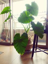 クワズイモの投稿画像 By スゥジィさん 観葉植物とイモ科はいいぞとリビングとサトイモ 科とikeaと植え替え 2020月3月7日 Greensnap グリーンスナップ