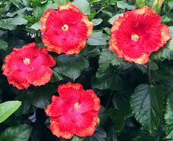 Image result for Hibiscus platycalyx