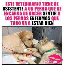 El Mejor Asistente Del Mundo Puppies Memes Animals