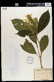 Image result for Lankesteria