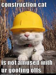 Construction Cat Is Not Amused With Ur Goofing Offs Cute Cats Cats Cat Safety