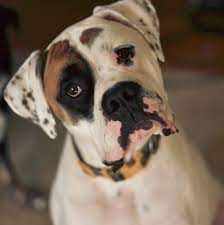 But, as dog fighting ceased over the years, the american bulldog and the boxer developed into calm and affectionate family pets. American Bulldog Boxer Mix Boxer Dog Info And Health Tips