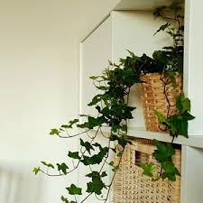 Plant Rx 5 Tips For Raising English Ivy Indoors Costa Farms Ivy Plant Indoor Ivy Plants English Ivy