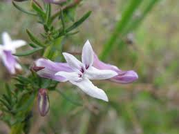 Image result for Cyphia mazoensis