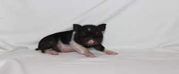 About Mini Pigs Charming Mini Pigs