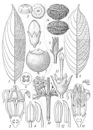 Image result for Pauridiantha