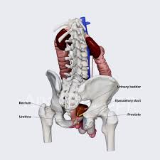Image result for Prostate Anatomy