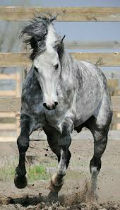 Pin By Kimberly Lippincott On Horses In 2020 With Images Horses Pretty Horses Animals Beautiful