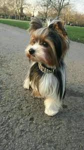 Little Lady Terrier Puppies Yorkshire Terrier Puppies Yorkie Puppy