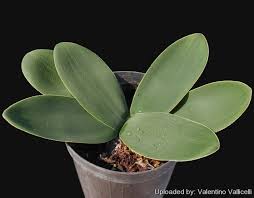 Image result for Brunsvigia