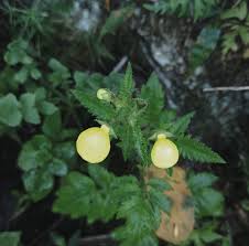 Image result for Calceolaria tripartita