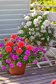 Sommerblumen bereichern den garten mit ihrer farbenpracht. Sommerblumen Sommerblumen Pflanzen Schwarzaugige Susanne