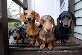 Check spelling or type a new query. 21 Things About Dachshunds Every Owner Should Know
