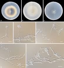 Image result for Disperis sp. nov. aff. bifida