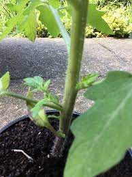 Can grow up to 8', but can be controlled with pruning and/or staking. Tomato Moneymaker Bbc Gardeners World Magazine