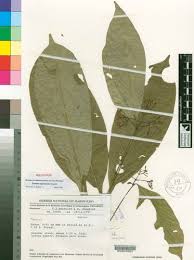 Image result for Tarenna leonardii