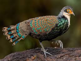 Image result for Paralepistemon shirensis