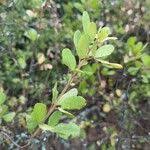 Image result for Searsia natalensis