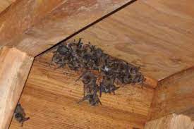 Multiple bats in your house is a very strong indication of an infestation. How Do Bats Get In My House Hunker