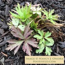 Image result for Aneilema nicholsonii