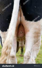 Bull Testicles Big Balls Dairy Large Stock Photo 66837208 | Shutterstock
