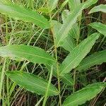 Image result for Aframomum alboviolaceum