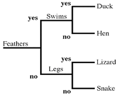 Taxonomy And Dichotomous Keys Sequential Content