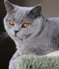 16 Ideas Cats British Shorthair English Short Hair In 2020 British Shorthair Cats British Shorthair Cute Cats