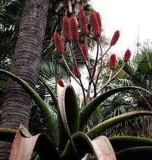 Image result for Aloe excelsa