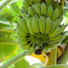 Image result for Musa paradisiaca