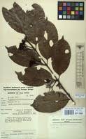 Image result for Psydrax parviflora