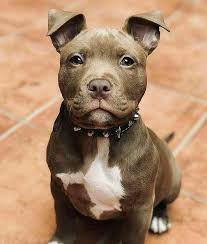 Pitbull Very Cute Dogs Cute Dogs Breeds Cute Dogs