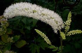 Image result for Faurea racemosa