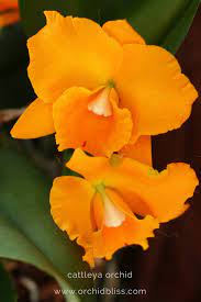 13 Surefire Ways To Bloom And Grow Cattleya Orchids Orchid Bliss Growing Orchids Cattleya Orchid Orchid Care