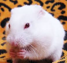 How To Take Care Of Baby Hamsters Raising And Breeding Info Baby Hamster Hamster Baby
