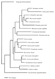Image result for Cyclocotyla