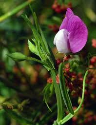 Image result for Lathyrus hirsutus