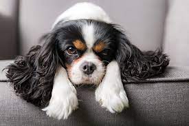 Syringomyelia In Dogs Symptoms Diagnosis And Treatment Welcome To The Insurance Emporium