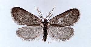 Image result for Psyche crassiorella
