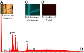 Image result for Neoholstia tenuifolia