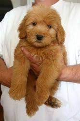 We did not find results for: Pin By Kimberly Wagner Shreve On Animals Goldendoodle Puppy Mini Goldendoodle Puppies Puppies