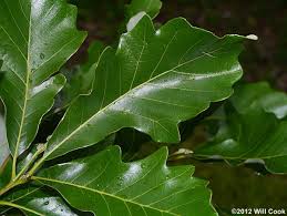 Image result for white oak leaf
