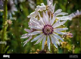 Image result for Berkheya spekeana
