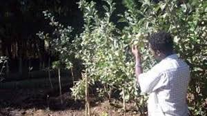 Grafting, air layering, and rooting cuttings are typically the recommended ways to propagate fruit trees to ensure that you get quality fruit. Trees For The Future Planting Seeds Around The World Voice Of America English