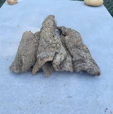 Image result for Afrosciadium nyassicum